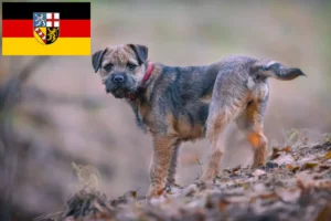 Read more about the article Border Terrier opdrættere og hvalpe i Saarland