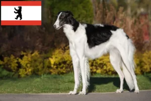 Read more about the article Borzoi-opdrættere og hvalpe i Berlin