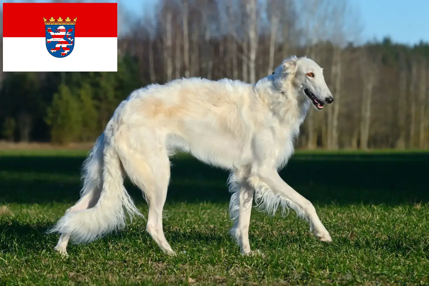 Borzoi-hvalpe og opdrætter Hessen Her kan du finde borzoi-opdrættere i Hessen.