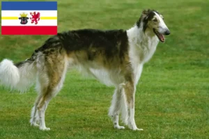 Read more about the article Borzoi-opdrættere og hvalpe i Mecklenburg-Vorpommern