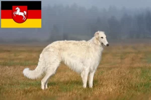 Read more about the article Borzoi-opdrættere og hvalpe i Niedersachsen