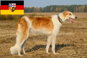 Read more about the article Borzoi-opdrættere og hvalpe i Saarland