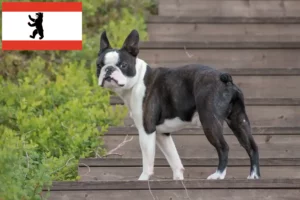 Read more about the article Boston Terrier opdrættere og hvalpe i Berlin