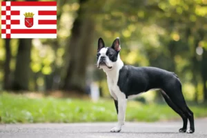 Read more about the article Boston Terrier opdrættere og hvalpe i Bremen