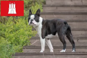 Read more about the article Boston Terrier opdrættere og hvalpe i Hamborg