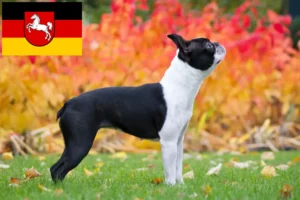 Read more about the article Boston Terrier opdrættere og hvalpe i Niedersachsen