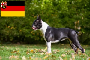 Read more about the article Boston Terrier opdrættere og hvalpe i Rheinland-Pfalz
