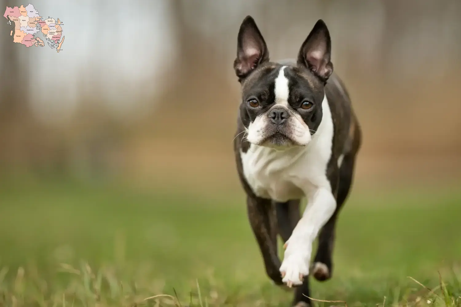Boston Terrier hvalpe og opdrættere Syddanmark Find Boston Terrier-opdrættere i Syddanmark her.