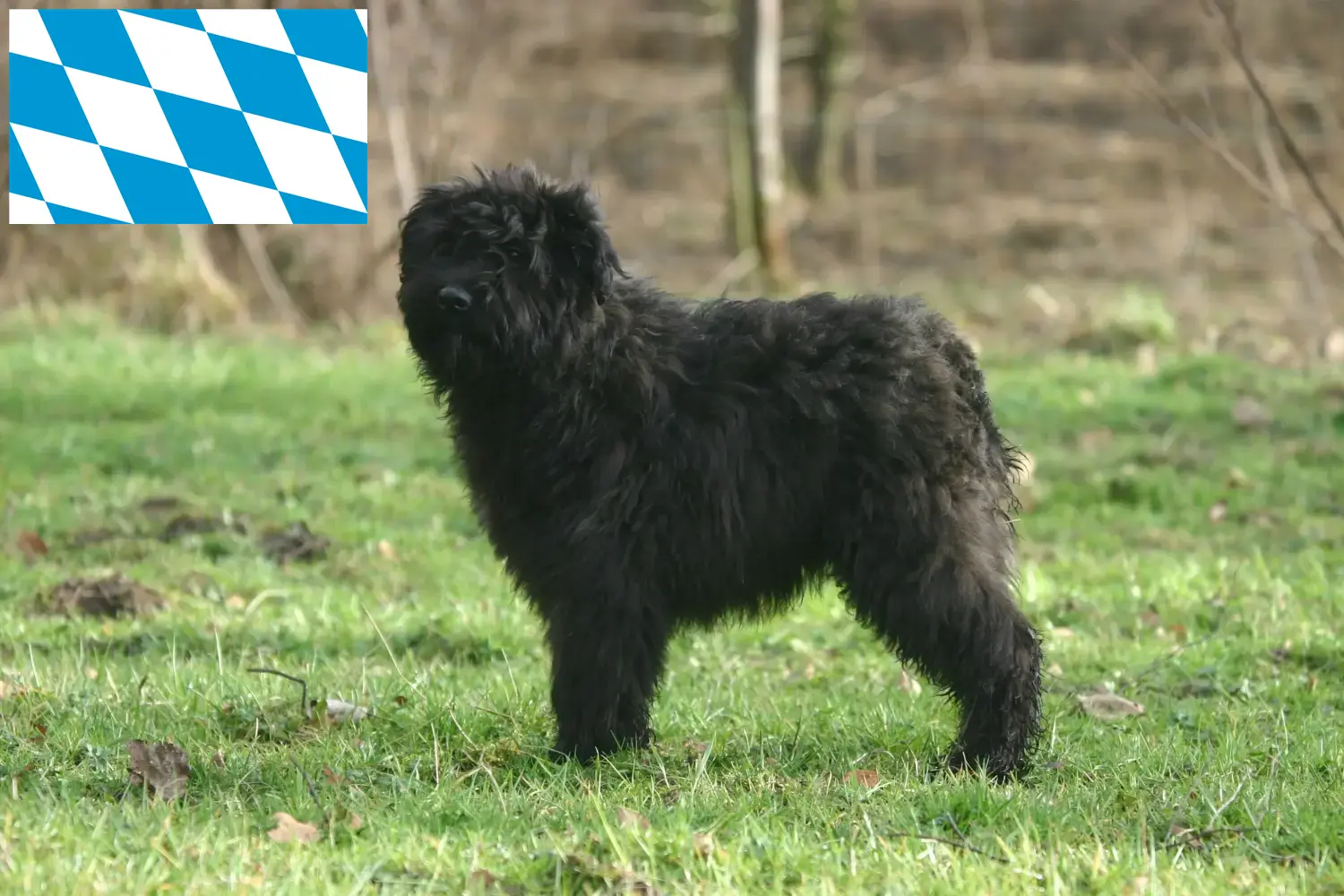 Read more about the article Bouvier des Flandres opdrættere og hvalpe i Bayern