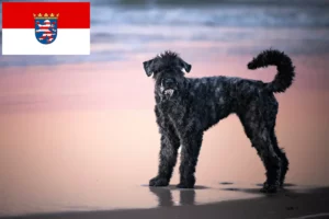 Read more about the article Bouvier des Flandres opdrættere og hvalpe i Hessen