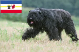 Read more about the article Bouvier des Flandres opdrættere og hvalpe i Mecklenburg-Vorpommern