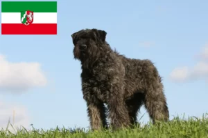 Read more about the article Bouvier des Flandres opdrættere og hvalpe i Nordrhein-Westfalen