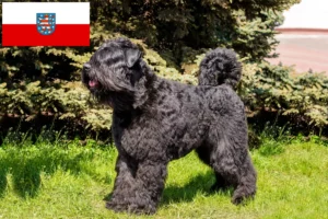 Read more about the article Bouvier des Flandres opdrættere og hvalpe i Thüringen