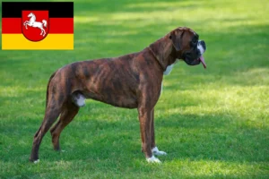 Read more about the article Boxeropdrættere og hvalpe i Niedersachsen
