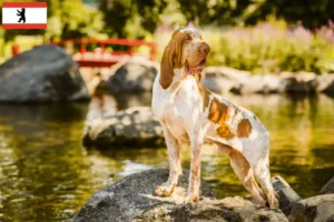 Read more about the article Bracco Italiano opdrættere og hvalpe i Berlin