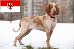 Read more about the article Bracco Italiano opdrættere og hvalpe i Brandenburg