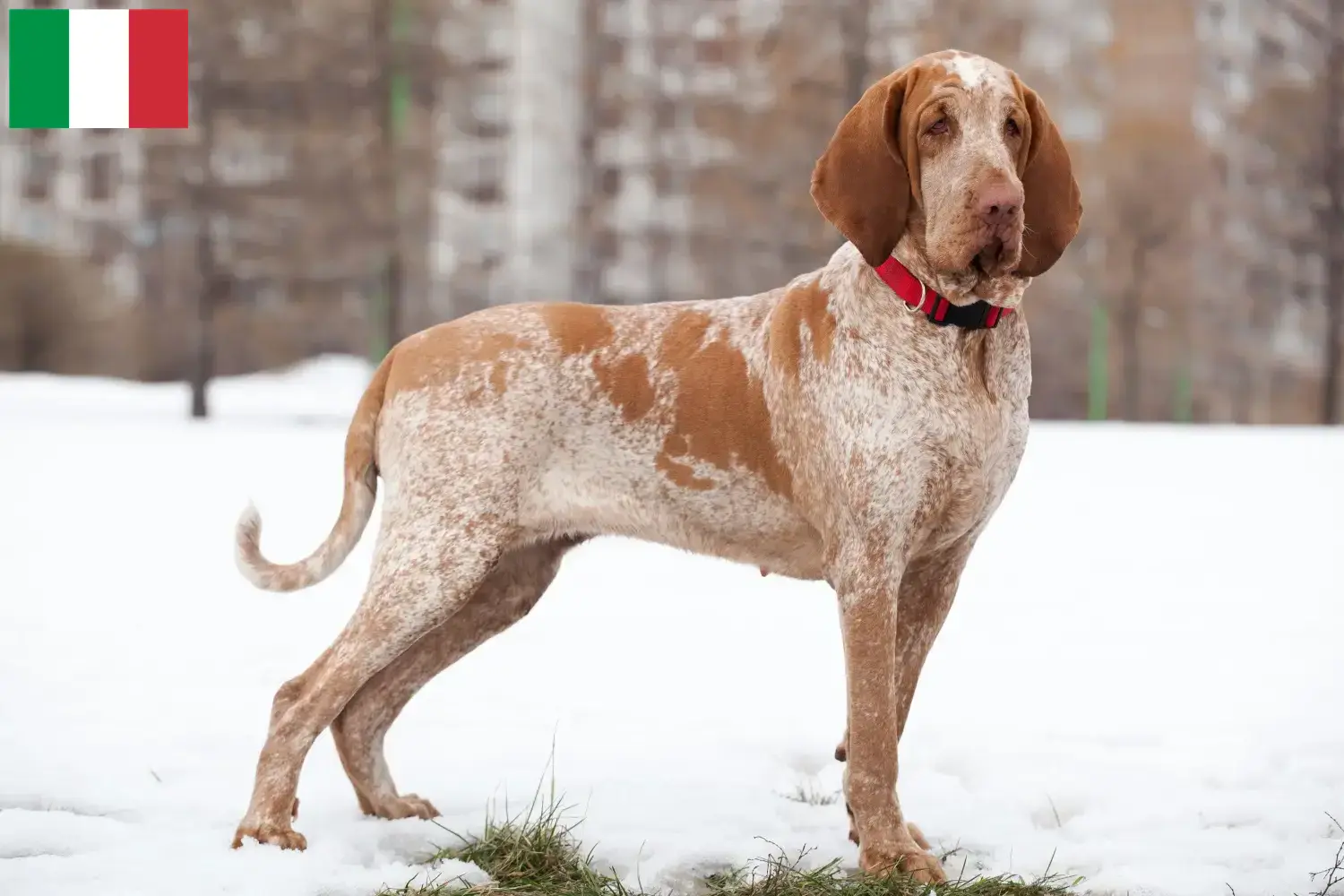 Bracco Italiano hvalpe og opdrættere Italien Her kan du finde opdrættere af Bracco Italianos i Italien.
