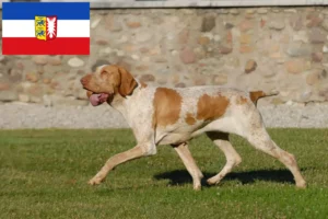 Read more about the article Bracco Italiano opdrættere og hvalpe i Slesvig-Holsten