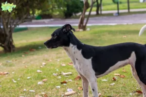 Read more about the article Brasiliansk terrier opdrætter og hvalpe i Midtjylland