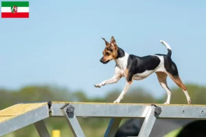 Read more about the article Brasiliansk terrier opdrættere og hvalpe i Nordrhein-Westfalen