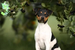 Read more about the article Brasiliansk terrier opdrætter og hvalpe i Sjælland