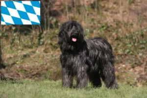 Read more about the article Briard-opdrættere og hvalpe i Bayern