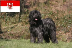 Read more about the article Briard-opdrættere og hvalpe i Brandenburg