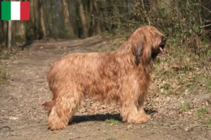 Read more about the article Briard-opdrættere og hvalpe i Italien