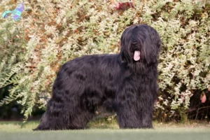 Read more about the article Briard-opdrættere og hvalpe i Nordjylland