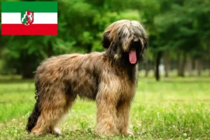 Read more about the article Briard opdrættere og hvalpe i Nordrhein-Westfalen