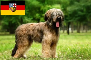 Read more about the article Briard-opdrættere og hvalpe i Saarland