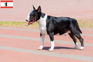 Read more about the article Bull Terrier opdrættere og hvalpe i Berlin