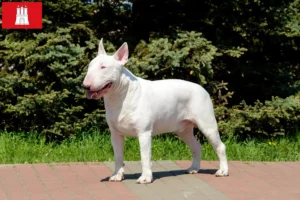 Read more about the article Bull Terrier opdrættere og hvalpe i Hamborg