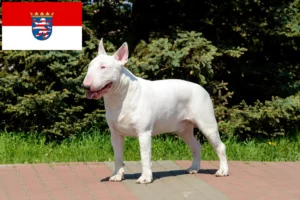 Read more about the article Bull Terrier opdrættere og hvalpe i Hessen