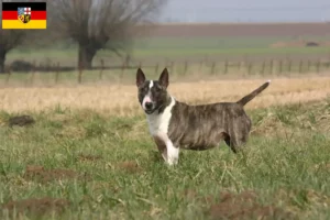 Read more about the article Bull Terrier opdrættere og hvalpe i Saarland