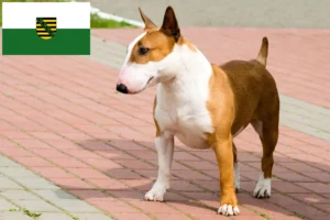 Read more about the article Bull Terrier-opdrættere og hvalpe i Sachsen