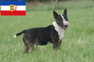 Read more about the article Bull Terrier-opdrættere og hvalpe i Slesvig-Holsten