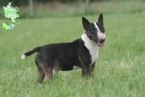 Read more about the article Bull Terrier opdrættere og hvalpe på Sjælland