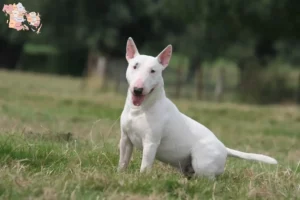 Read more about the article Bull Terrier opdrættere og hvalpe i Syddanmark