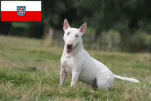 Read more about the article Bull Terrier opdrættere og hvalpe i Thüringen