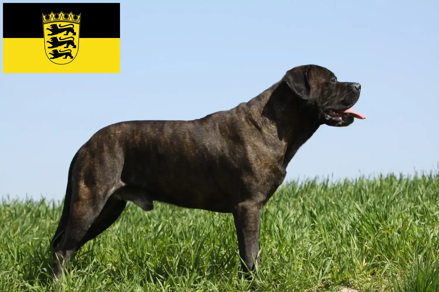 Bullmastiff-hvalpe og opdrættere Baden-Württemberg Her kan du finde Bullmastiff-opdrættere i Baden-Württemberg.