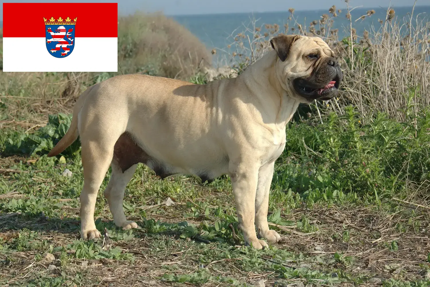 Bullmastiff-hvalpe og opdrættere Hessen Her kan du finde Bullmastiff-opdrættere i Hessen.