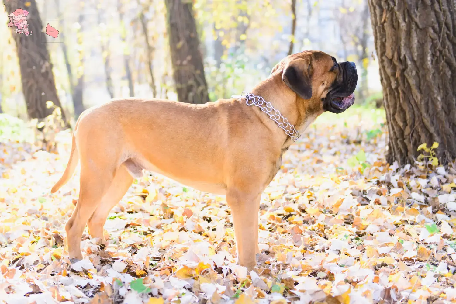 Bullmastiff-hvalpe og opdrætter Hovedstaden Find Bullmastiff-opdrættere i Hovedstaden her.