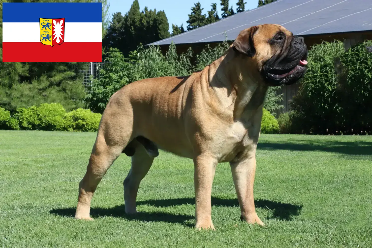 Bullmastiff-hvalpe og opdrættere Schleswig-Holstein Her kan du finde Bullmastiff-opdrættere i Slesvig-Holsten.