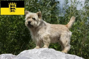 Read more about the article Cairn Terrier opdrættere og hvalpe i Baden-Württemberg