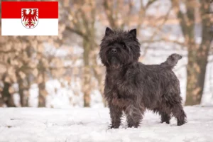 Read more about the article Cairn Terrier opdrættere og hvalpe i Brandenburg