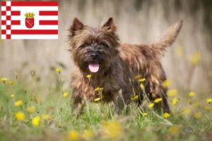 Read more about the article Cairn Terrier opdrættere og hvalpe i Bremen