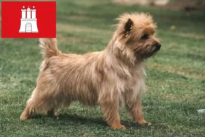 Read more about the article Cairn Terrier opdrættere og hvalpe i Hamborg