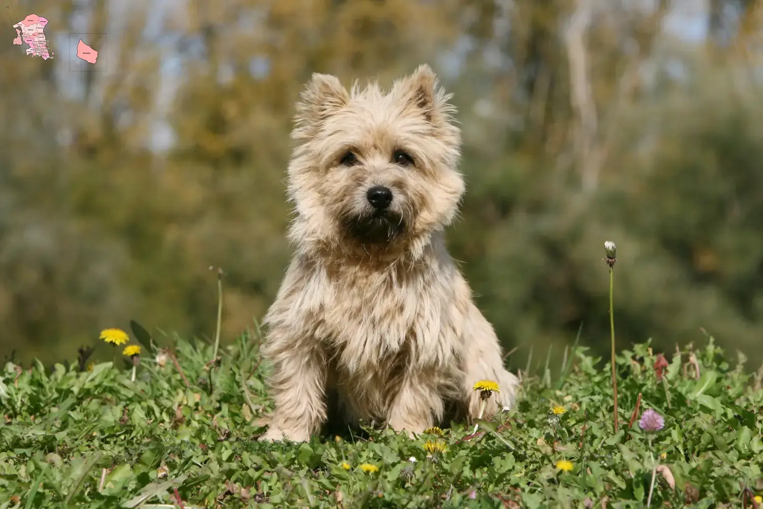 Cairn Terrier hvalpe og opdrætter Hovedstaden Find Cairn Terrier-opdrættere i Hovedstaden her.