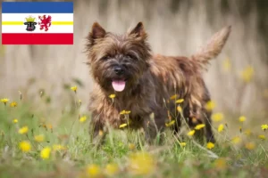 Read more about the article Cairn Terrier opdrættere og hvalpe i Mecklenburg-Vorpommern